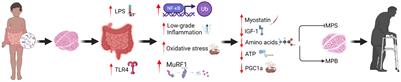 Mechanisms Linking the Gut-Muscle Axis With Muscle Protein Metabolism and Anabolic Resistance: Implications for Older Adults at Risk of Sarcopenia